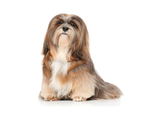 pedigree lhasa apso puppies for sale