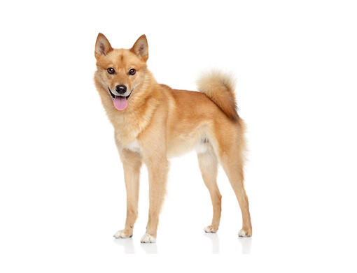 Finnish Spitz