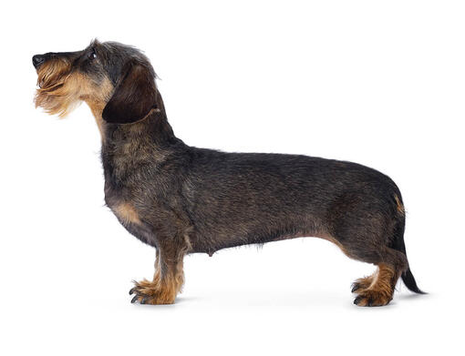 Dachshund (Wire-Haired)