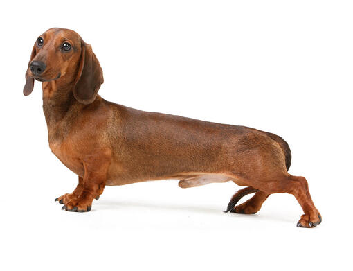 Dachshund (Smooth-Haired)