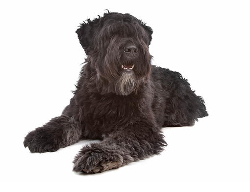 Bouvier des Flandres