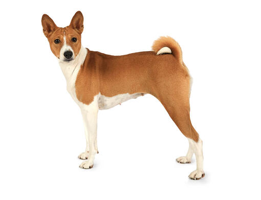 Basenji