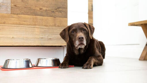 Dog next to bowls