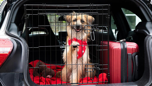 dog in car