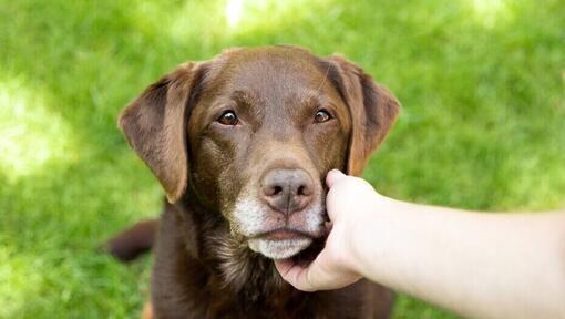 Dog looking at owner