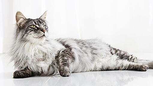 Purina ONE