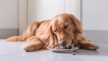 Golden Retriever eating