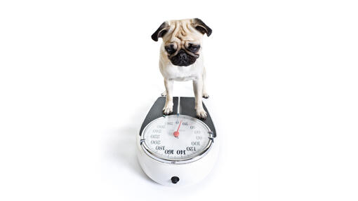 Dog with weighing scale