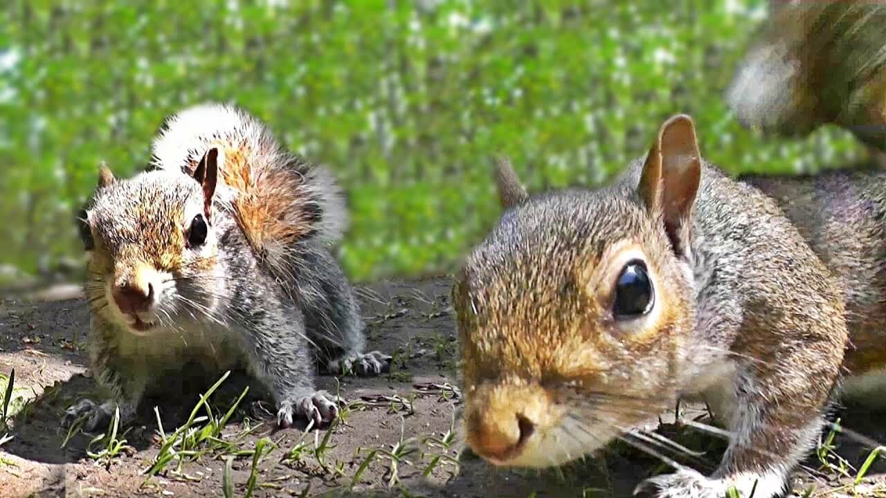 Squirrel delight