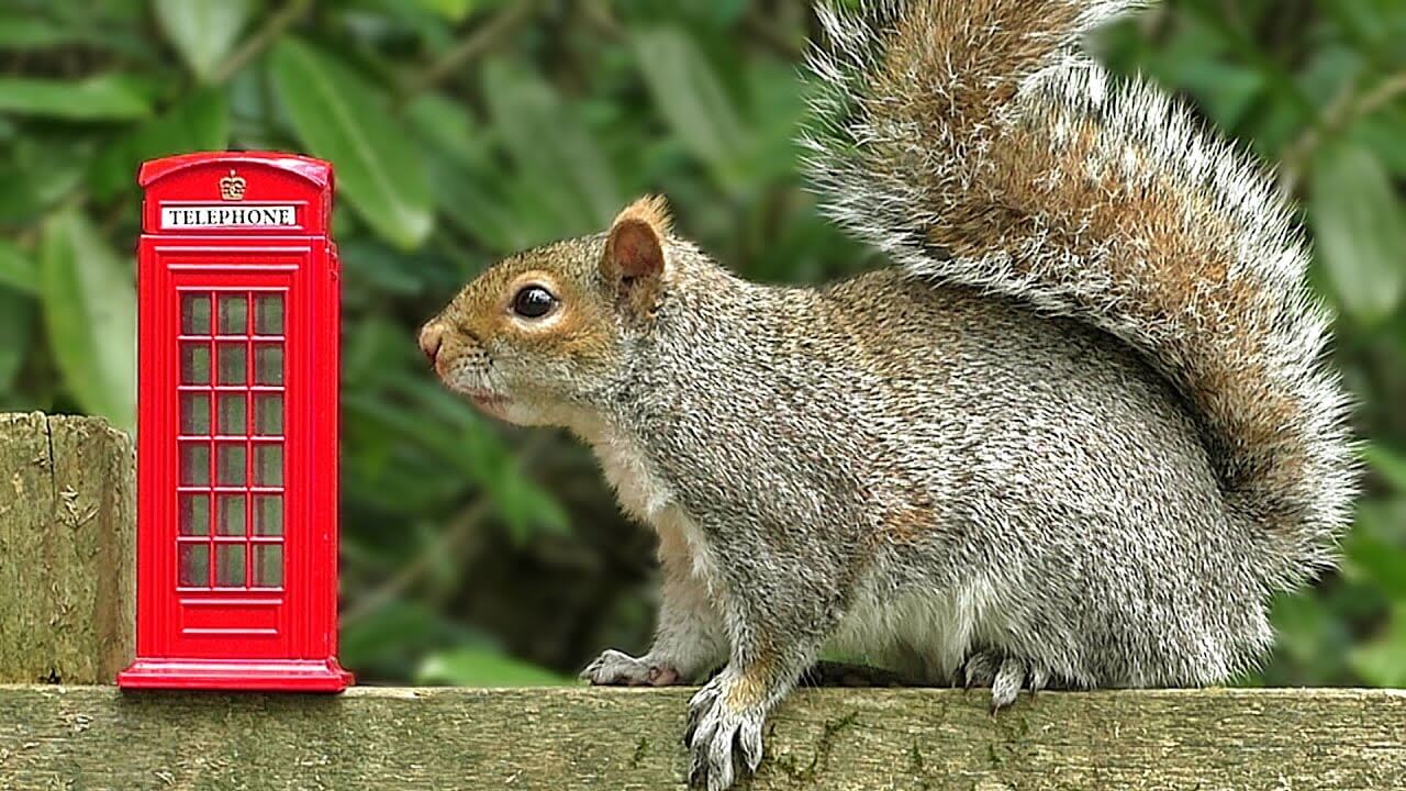 Squirrels and birds at the forest phone box