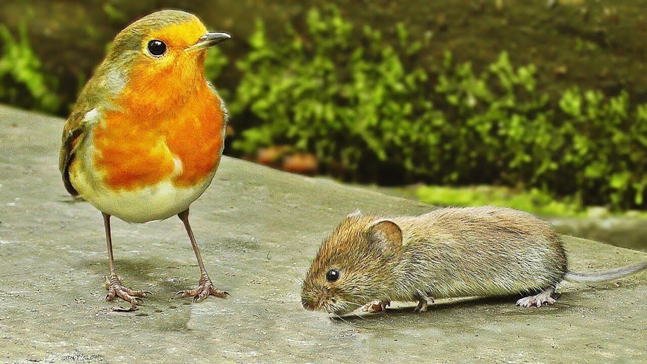 Mice and birds sharing the screen